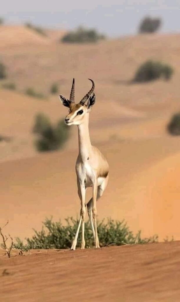 whatsapp image 2026 02 13 at 00.50.51 (2)